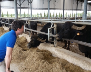 Aree relax, musica e mungitura automatica per bufale